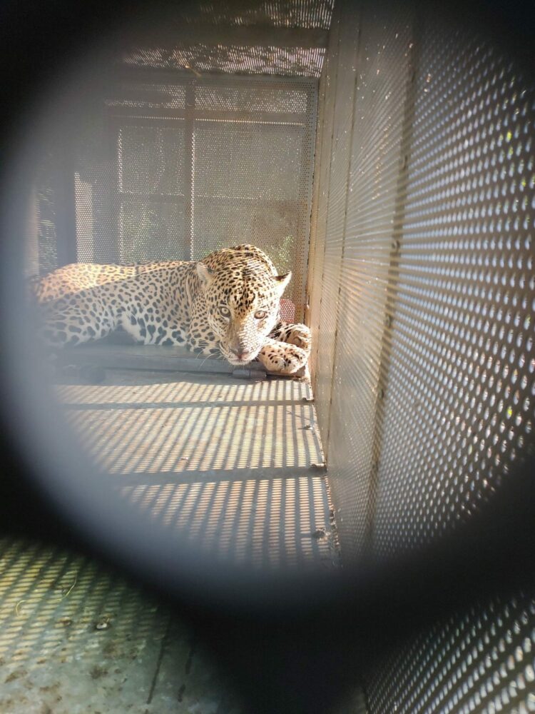 Rescata y libera Comisión de Parques ejemplar de jaguar