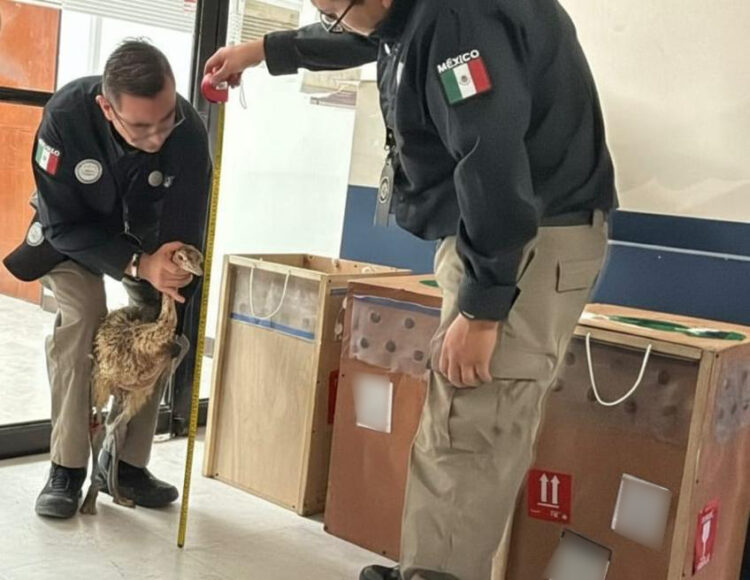 Localizan avestruces ilegales en empresa de mensajería en Reynosa