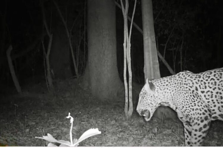 Promueve Gobierno de Tamaulipas programas de conservación de fauna