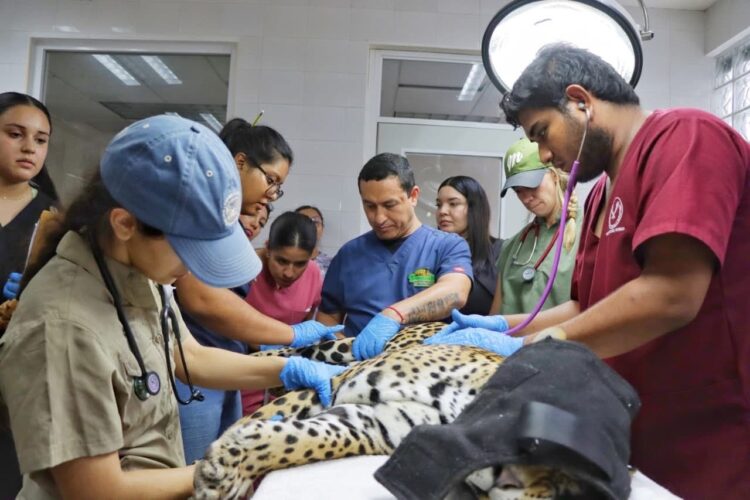 Destaca Zoológico Tamatán como papel clave de la medicina veterinaria en ambientes controlados