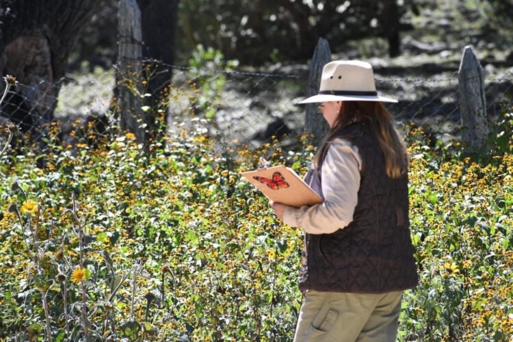 Impulsa Tamaulipas polinización en ruta de la mariposa monarca