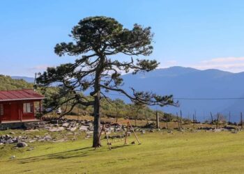 Es Pino Solo en Ciudad Victoria, un tesoro natural de Tamaulipas