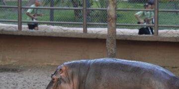 “Corriendo por la Fauna”, fue un éxito total: CPBT