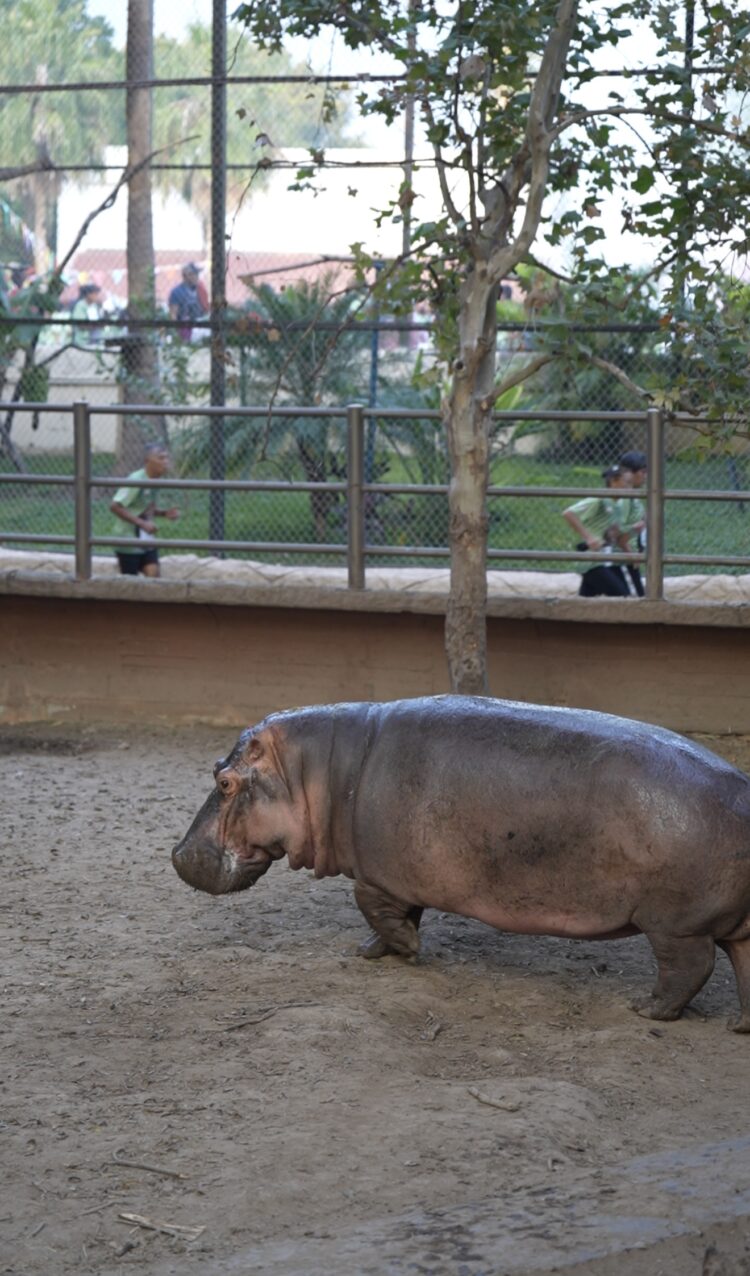 “Corriendo por la Fauna”, fue un éxito total: CPBT