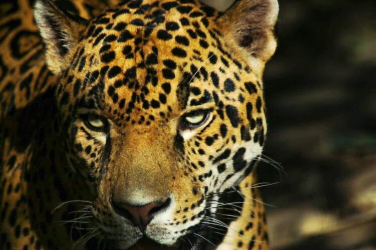 Libera Comisión de Parques cinco jaguares en Tamaulipas