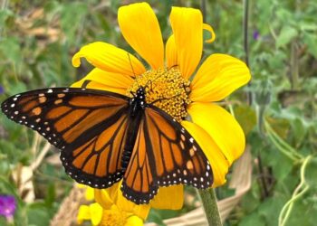 Facilita Tamaulipas migración de la mariposa monarca: Eduardo Rocha Orozco