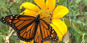 Facilita Tamaulipas migración de la mariposa monarca: Eduardo Rocha Orozco