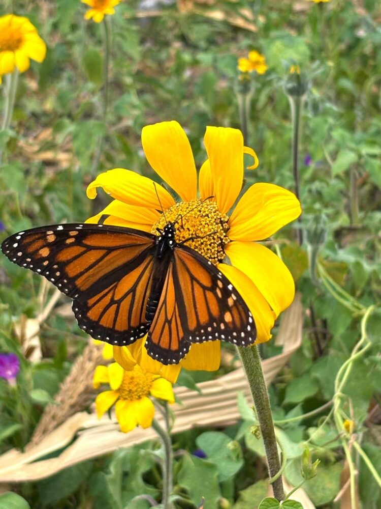Facilita Tamaulipas migración de la mariposa monarca: Eduardo Rocha Orozco
