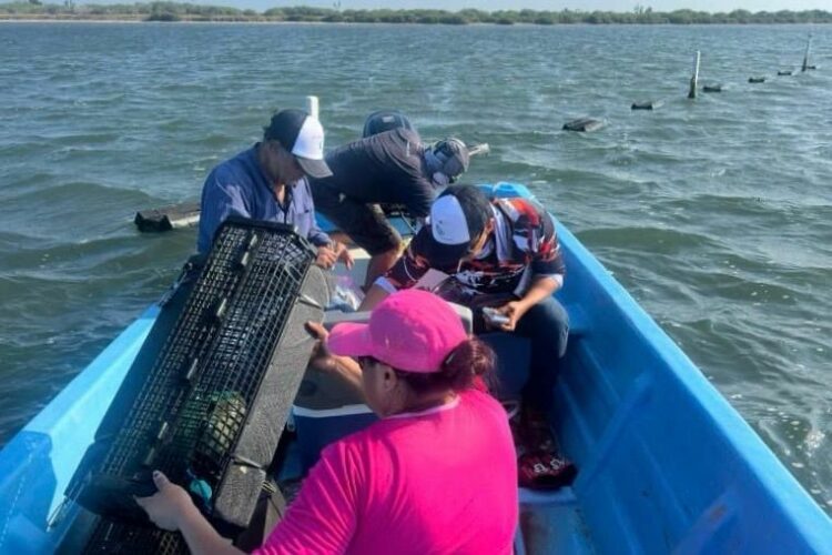 Consolida Tamaulipas su producción de ostión con apoyo técnico continuo
