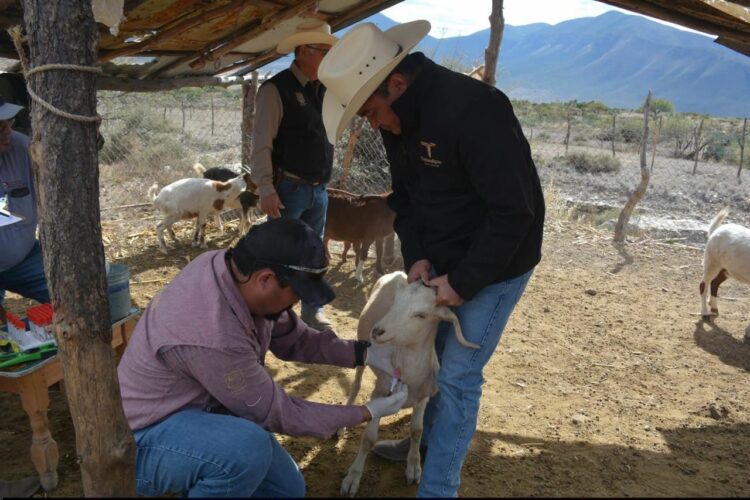 Protegen la producción caprina con barrido sanitario en el altiplano tamaulipeco