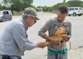Realiza SST campaña preventiva para la detección de rickettsiosis
