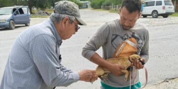 Realiza SST campaña preventiva para la detección de rickettsiosis