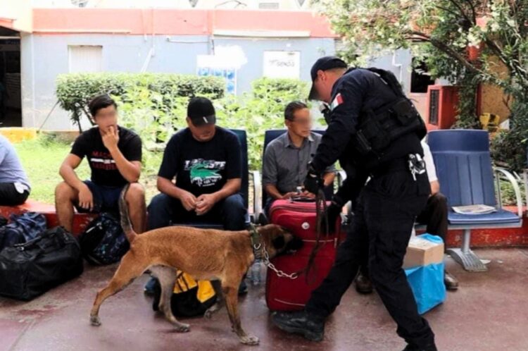 Participan Binomios Caninos en 33 operativos de búsqueda