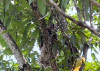 Devuelve Comisión de Parques fauna silvestre a la naturaleza