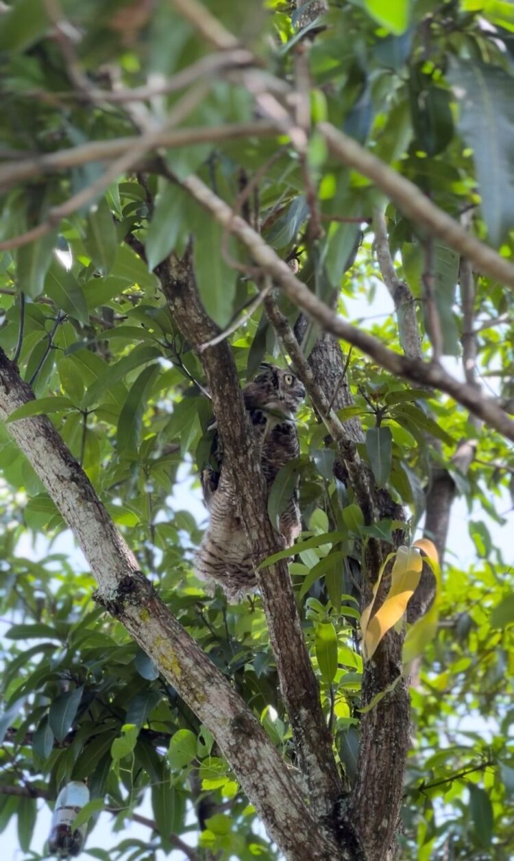 Devuelve Comisión de Parques fauna silvestre a la naturaleza