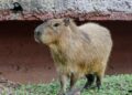 Preparan dinámica para nombrar a capibaras en  Zoológico Tamatán