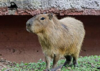 Preparan dinámica para nombrar a capibaras en Zoológico Tamatán