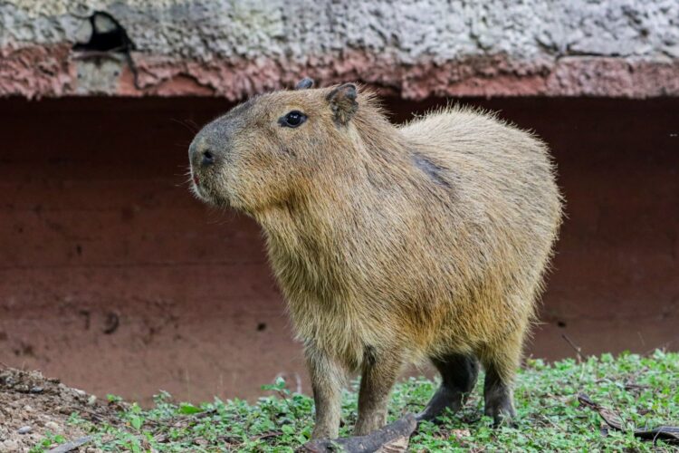 Preparan dinámica para nombrar a capibaras en  Zoológico Tamatán