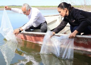 Promueven repoblamiento pesquero en Tamaulipas con la liberación de 8 mil alevines