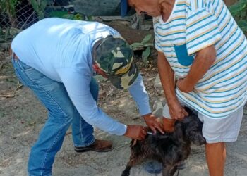 Realizarán SST e IMSS-Bienestar campaña masiva de vacunación antirrábica