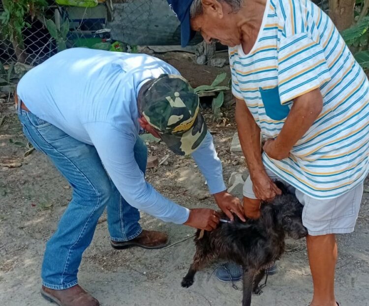 Realizarán SST e IMSS-Bienestar campaña masiva de vacunación antirrábica