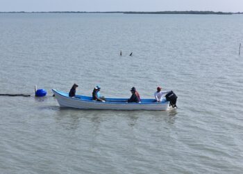 Arranca 2026 con acciones de sanidad acuícola en granja de ostión de Aldama