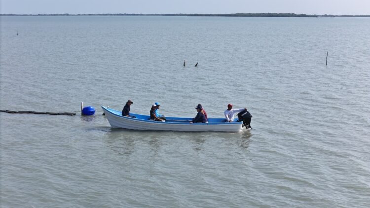 Arranca 2026 con acciones de sanidad acuícola en granja de ostión de Aldama
