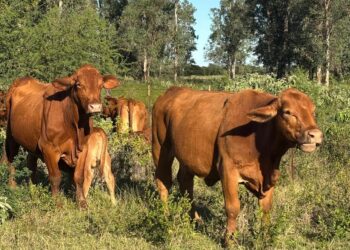 Refuerza Tamaulipas blindaje sanitario para proteger al sector ganadero