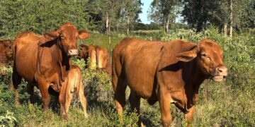 Refuerza Tamaulipas blindaje sanitario para proteger al sector ganadero