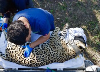 Jaguar rescatado sano y salvo en Gómez Farías: Comisión de Parques