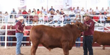 Presentan convocatoria para el “Novillo Gordo 2026“