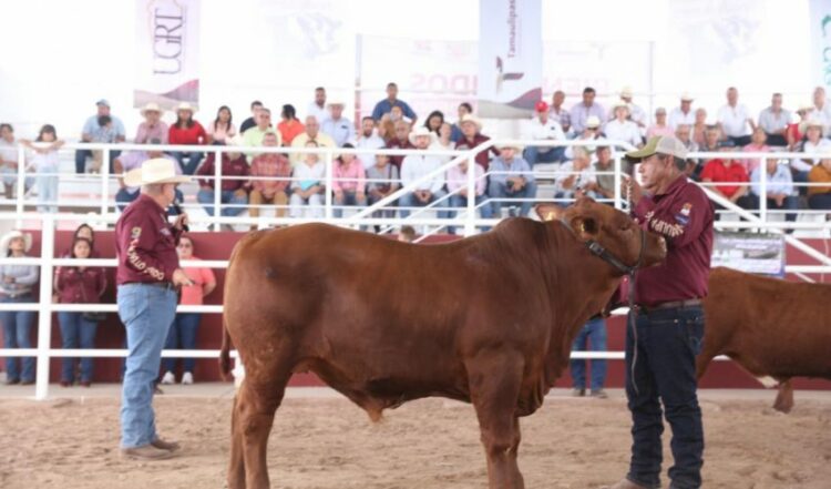 Presentan convocatoria para el “Novillo Gordo 2026“