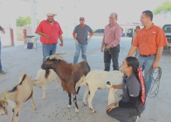 Impulsan evaluación reproductiva de sementales caprinos en Jaumave