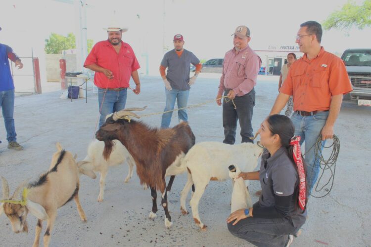 Impulsan evaluación reproductiva de sementales caprinos en Jaumave