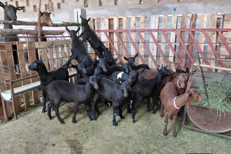 Destaca Tamaulipas con genética caprina de alto nivel en festival nacional