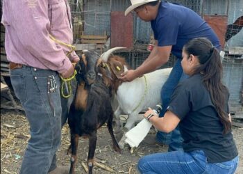 Impulsan eficiencia reproductiva del ganado caprino en Miquihuana