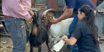 Impulsan eficiencia reproductiva del ganado caprino en Miquihuana