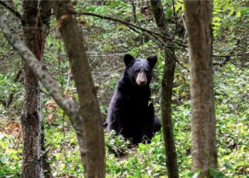 Grupo Bimbo y la SEMARNAT firman convenio para fortalecer la conservación del oso negro mexicano