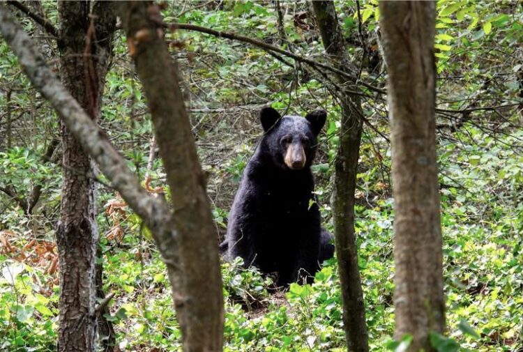 Grupo Bimbo y la SEMARNAT firman convenio para fortalecer la conservación del oso negro mexicano