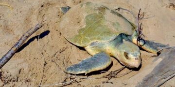 Resguarda Comisión de Parques  4,530 huevos de Tortuga Lora