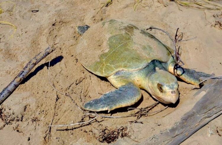 Resguarda Comisión de Parques  4,530 huevos de Tortuga Lora