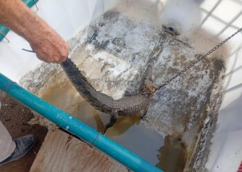 Guardia Estatal reubica a cocodrilo ubicado en el río Pilón