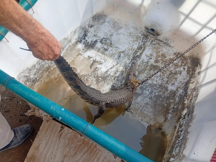 Guardia Estatal reubica a cocodrilo ubicado en el río Pilón