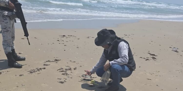 Playas tamaulipecas se mantienen limpias y bajo monitoreo constante: Semarnat
