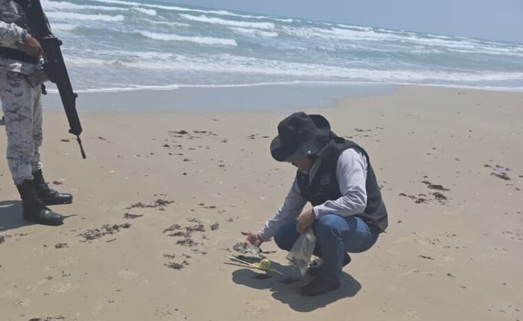 Playas tamaulipecas se mantienen limpias y bajo monitoreo constante: Semarnat