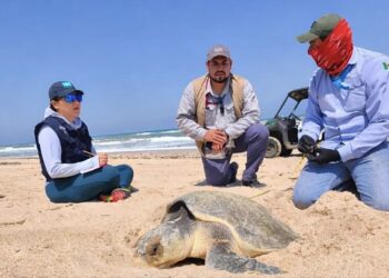 Resguarda Profepa 291 nidos de Tortugas Lora en playas de Tamaulipas
