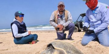 Resguarda Profepa 291 nidos de Tortugas Lora en playas de Tamaulipas