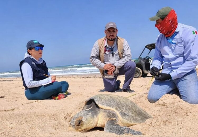Resguarda Profepa 291 nidos de Tortugas Lora en playas de Tamaulipas