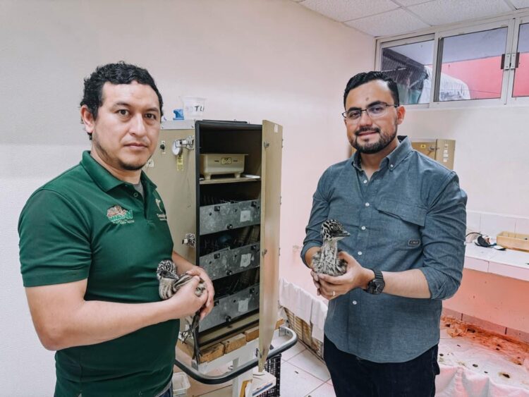 Nacen dos emús en el Zoológico Tamatán