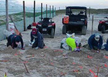 Protege Grupo Interinstitucional 472 nidos de tortugas lora en Tamaulipas